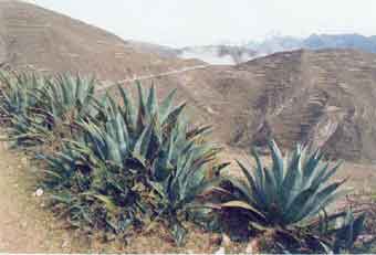 kallawaya